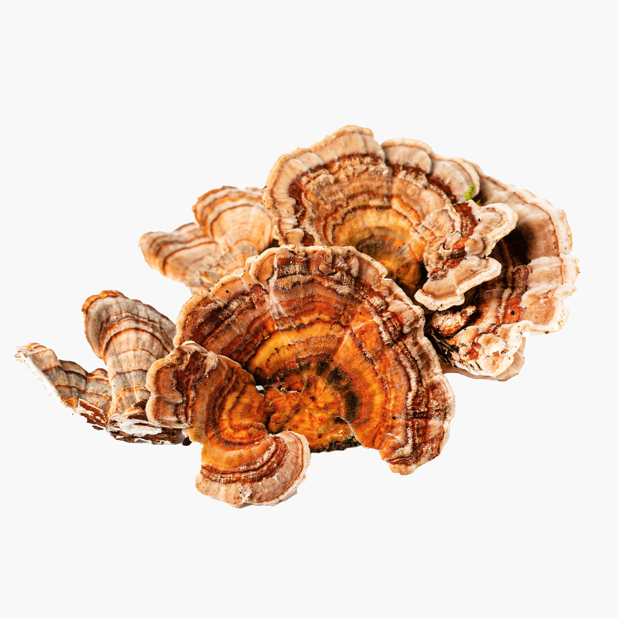 turkey tail houba